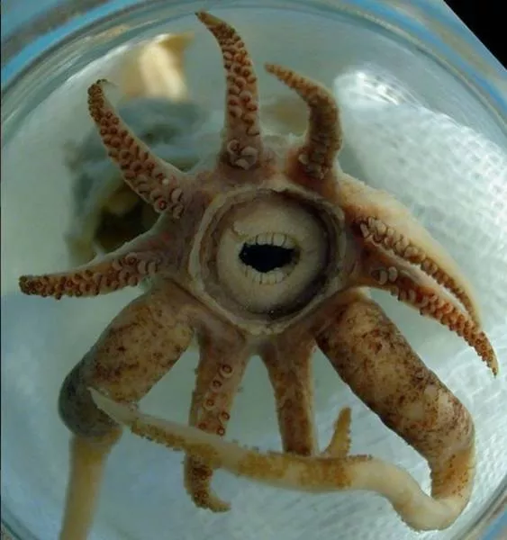 Terrible creatures found at the deep sea - #2 