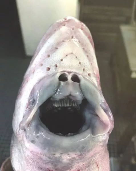 Terrible creatures found at the deep sea - #20 