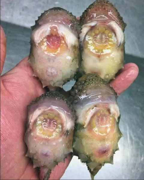 Terrible creatures found at the deep sea - #22 