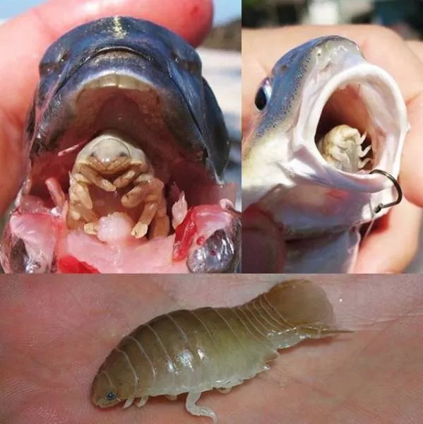 Terrible creatures found at the deep sea - #23 