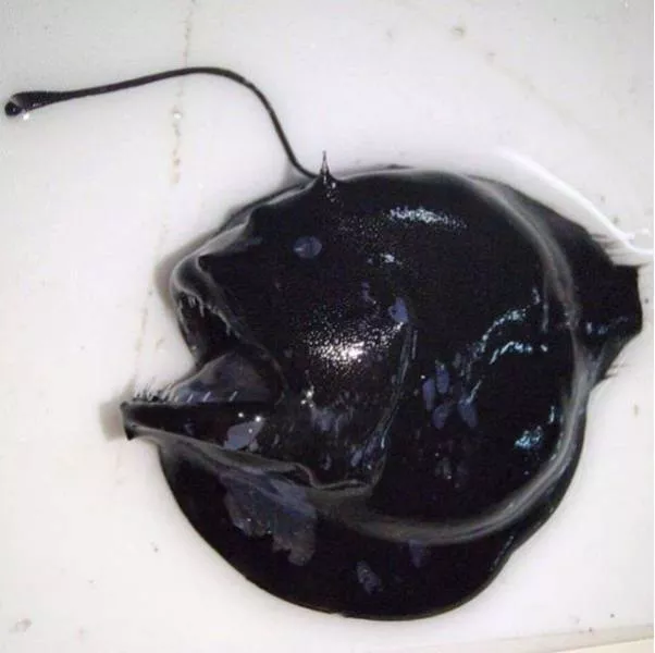 Terribles creatures trouvees a la mer profonde