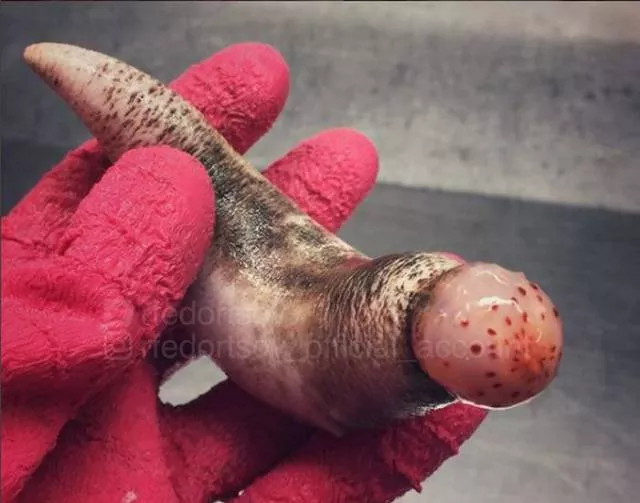 Terrible creatures found at the deep sea - #5 
