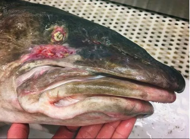 Terribles creatures trouvees a la mer profonde - #6 