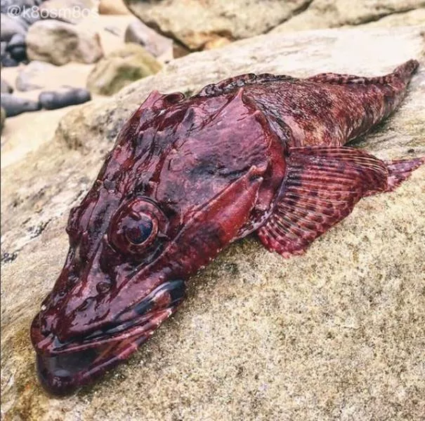 Terrible creatures found at the deep sea - #8 