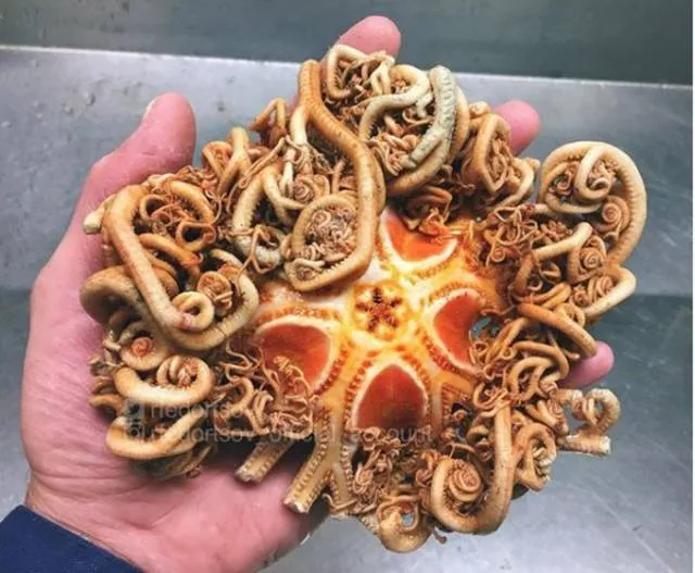 Terribles creatures trouvees a la mer profonde - #9 
