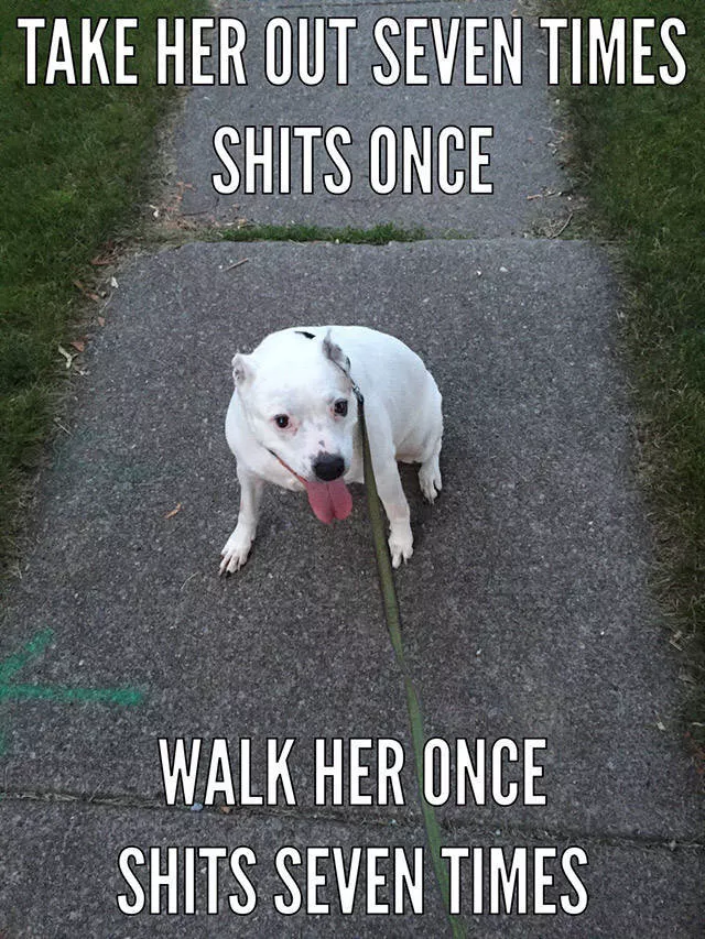 Reserved for dog owners - #10 
