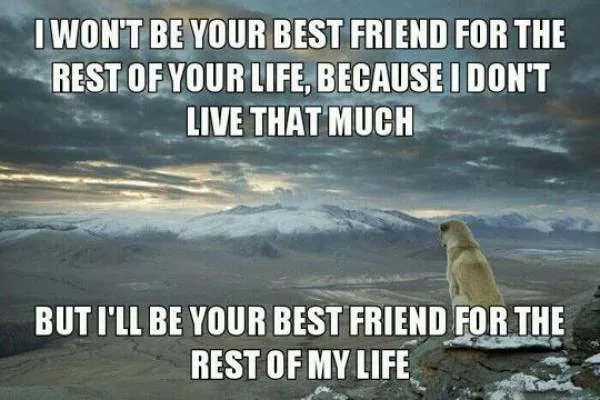 Reserved for dog owners - #11 