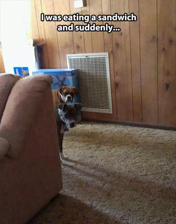 Reserved for dog owners - #12 
