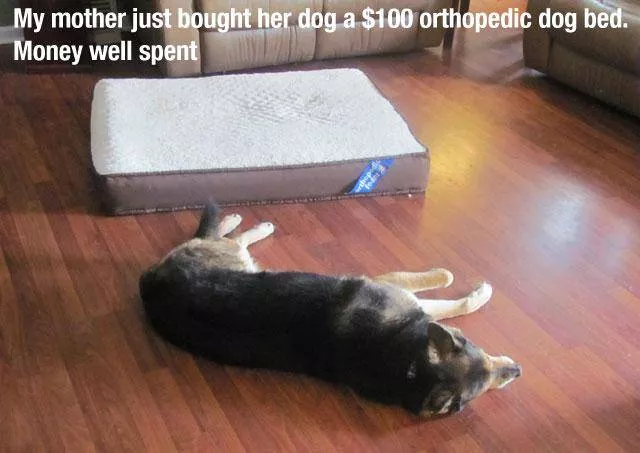 Reserved for dog owners - #13 