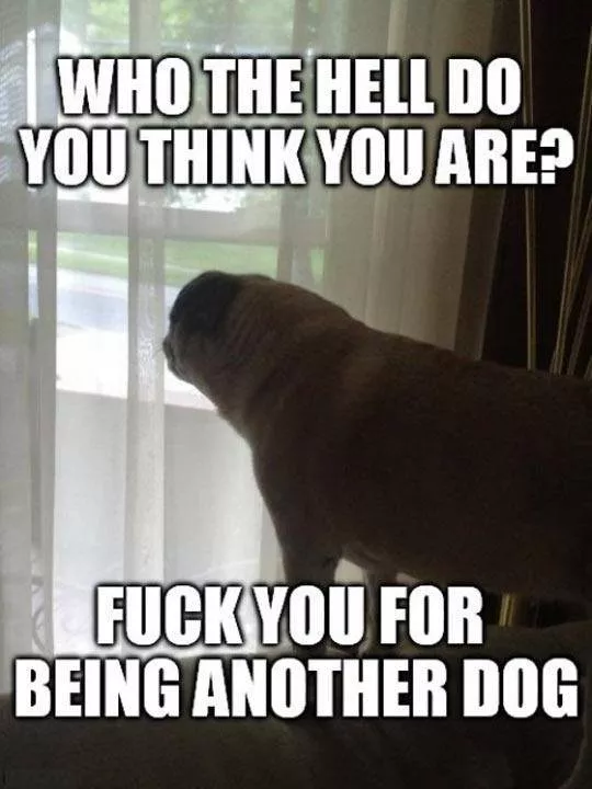 Reserve aux proprietaires des chiens - #14 