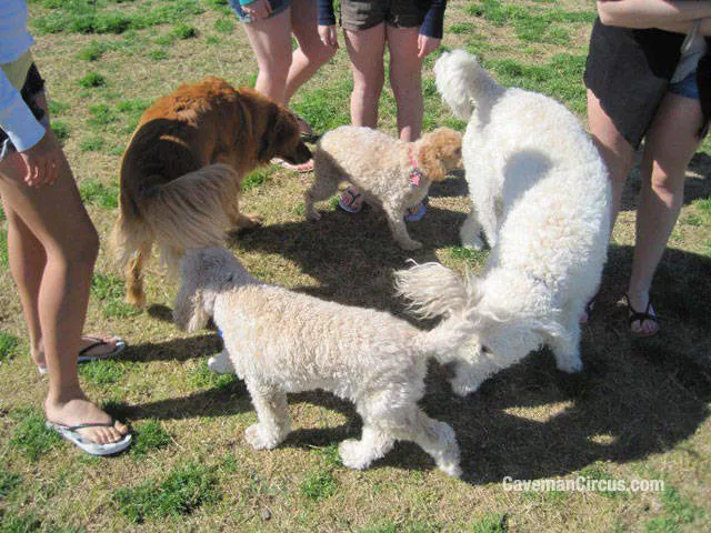 Reserved for dog owners - #20 