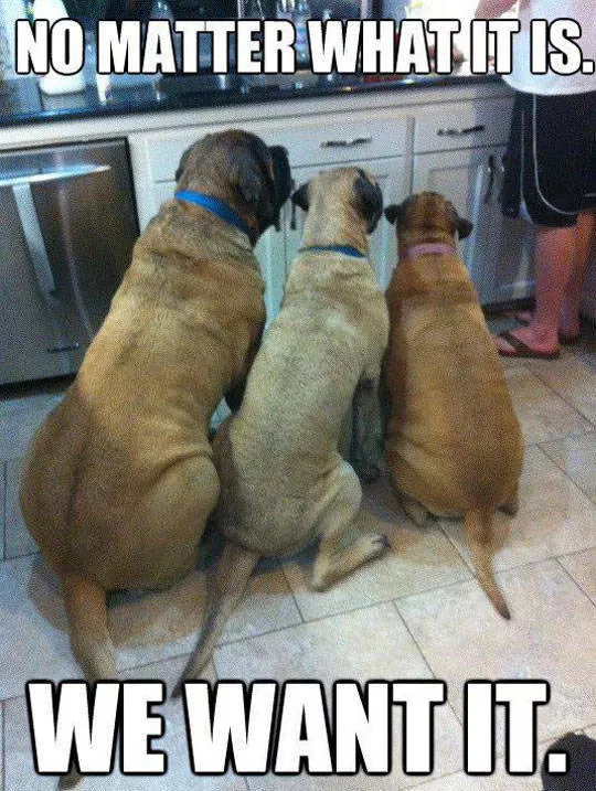 Reserved for dog owners - #22 