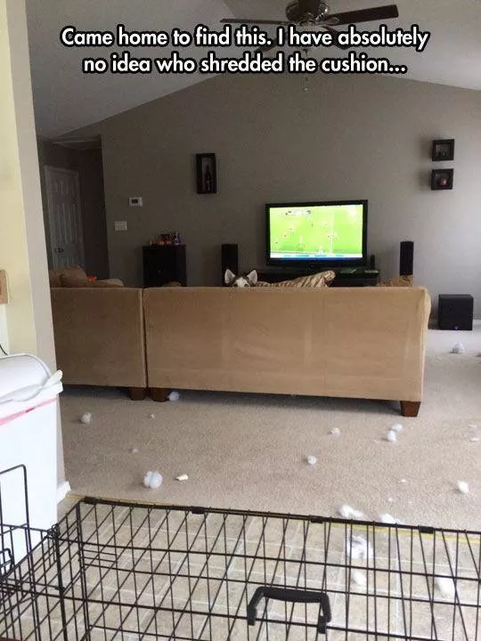 Reserved for dog owners - #23 