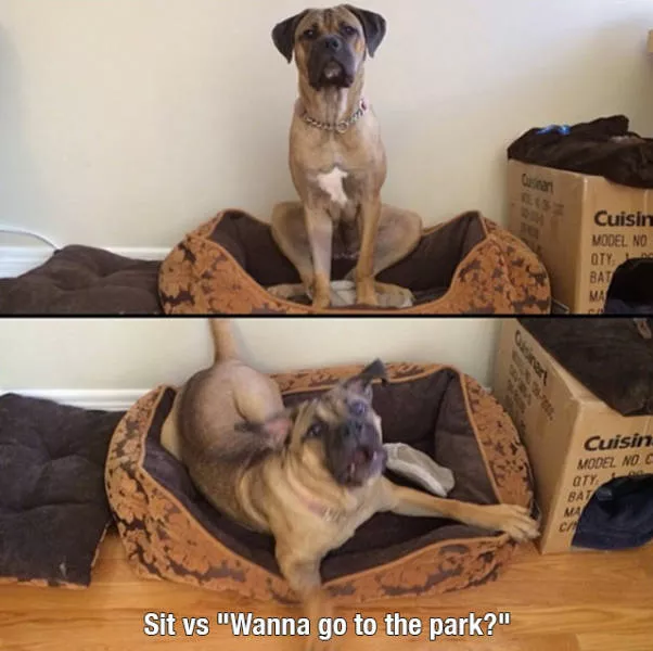 Reserved for dog owners - #24 