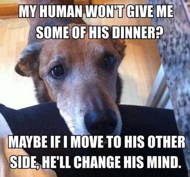 Reserved for dog owners - #3 