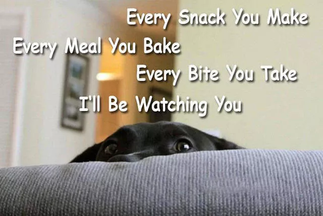 Reserved for dog owners - #5 