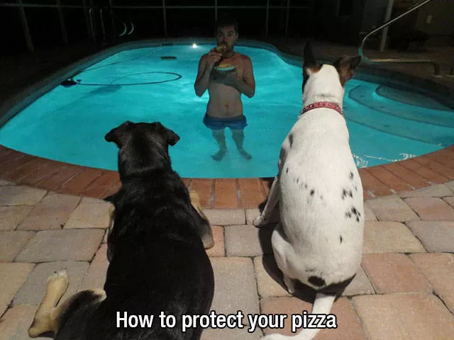 Reserved for dog owners - #6 