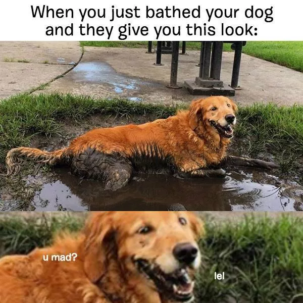 Reserved for dog owners - #8 