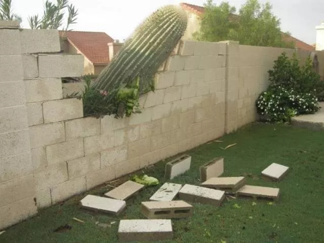 The weirdest and most original neighbors - #6 