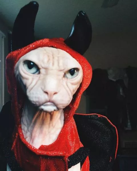 Chat sphynx grumpiest - #1 