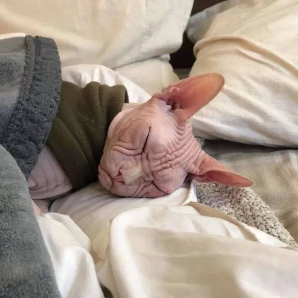 Chat sphynx grumpiest - #10 