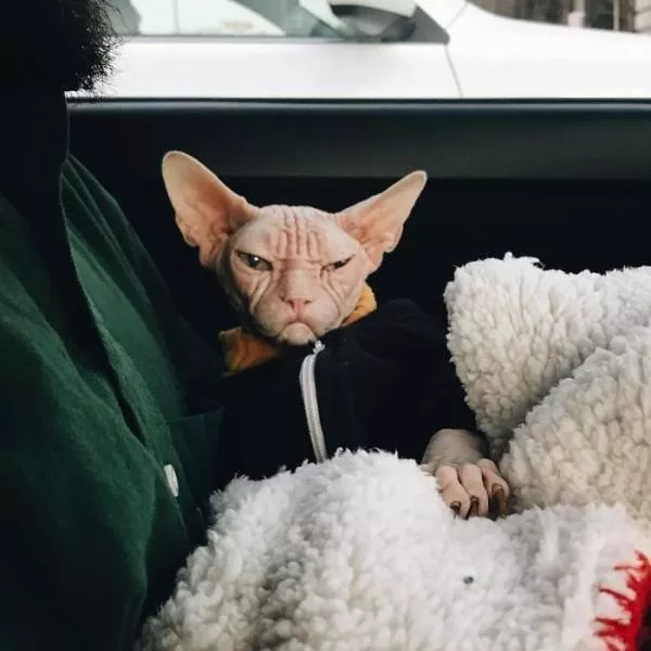 Grumpiest sphynx cat  - #11 