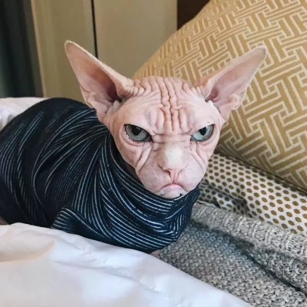 Chat sphynx grumpiest - #12 