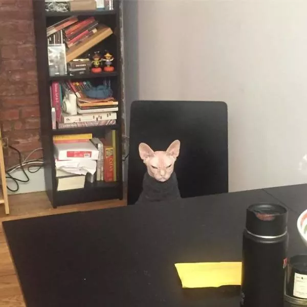 Grumpiest sphynx cat  - #13 