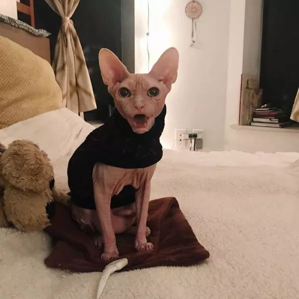 Chat sphynx grumpiest - #14 