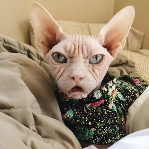 Chat sphynx grumpiest - #15 