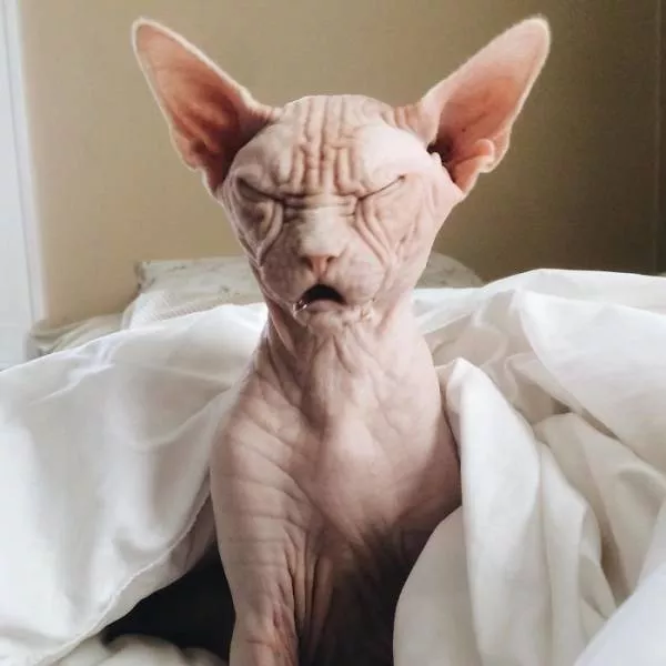 Chat sphynx grumpiest - #16 