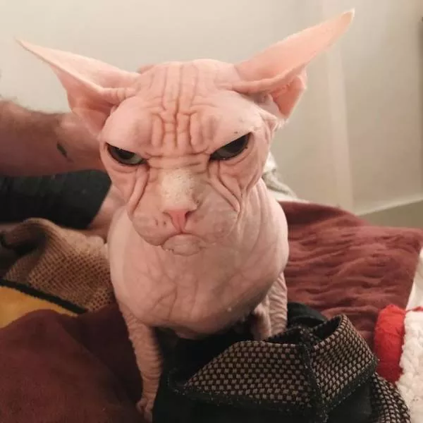Chat sphynx grumpiest - #17 