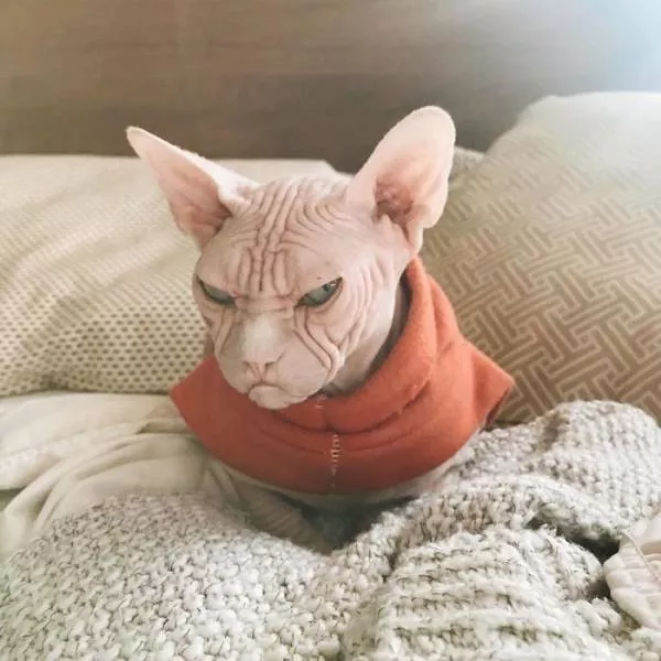 Chat sphynx grumpiest - #18 