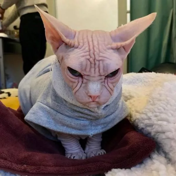 Chat sphynx grumpiest - #19 