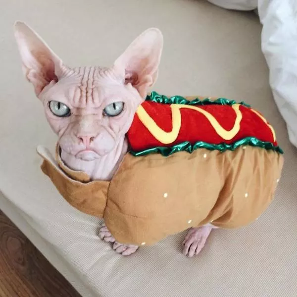 Chat sphynx grumpiest - #2 