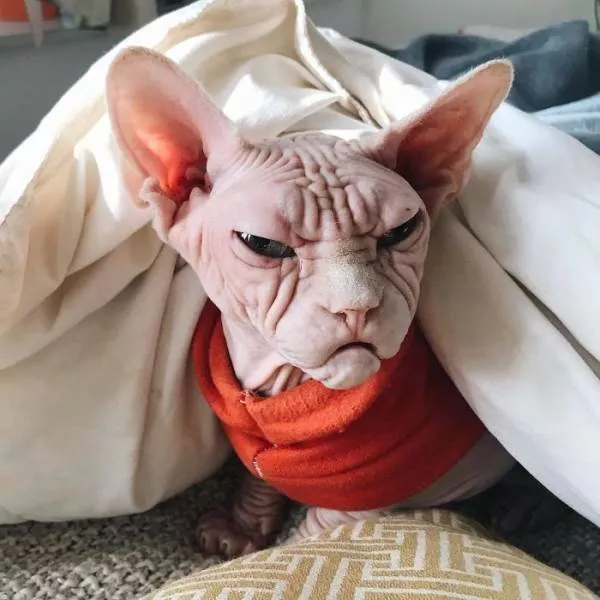 Chat sphynx grumpiest - #20 