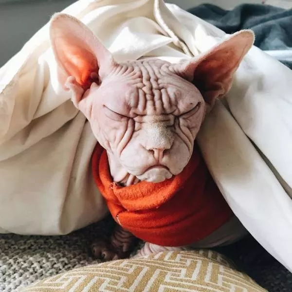 Chat sphynx grumpiest - #21 