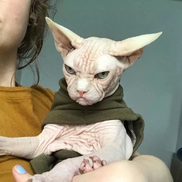 Grumpiest sphynx cat  - #22 