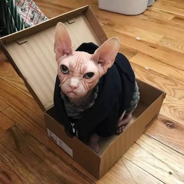 Chat sphynx grumpiest - #23 