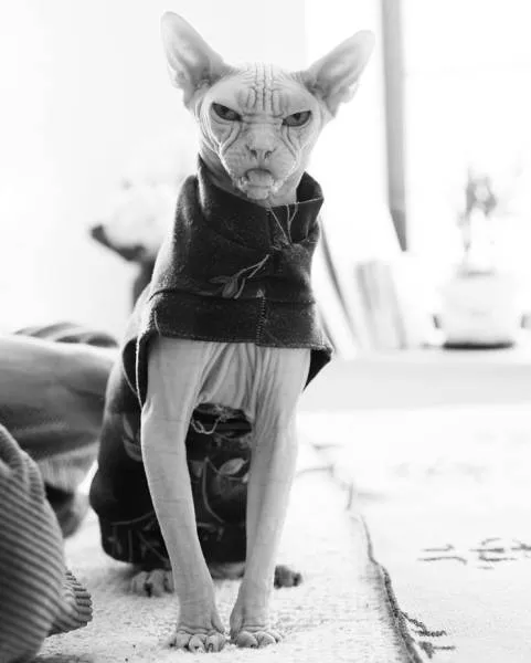 Chat sphynx grumpiest - #24 
