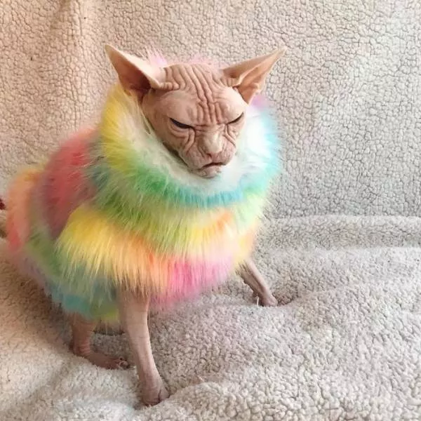 Chat sphynx grumpiest - #25 