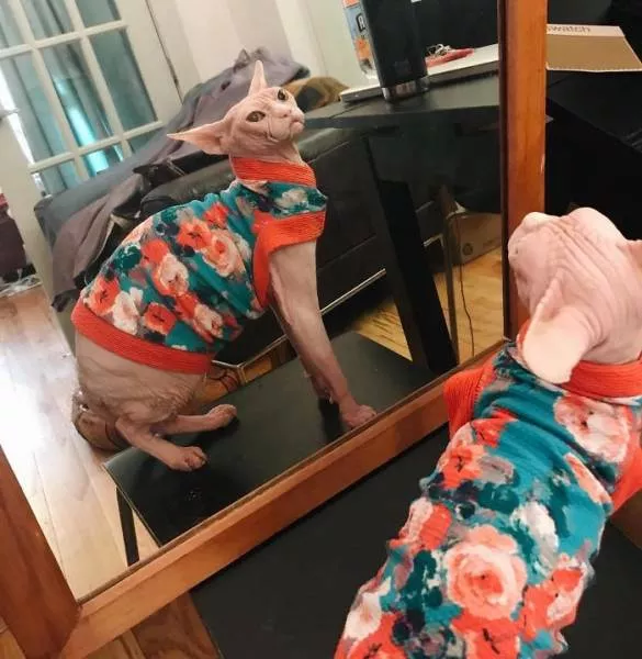Chat sphynx grumpiest - #26 