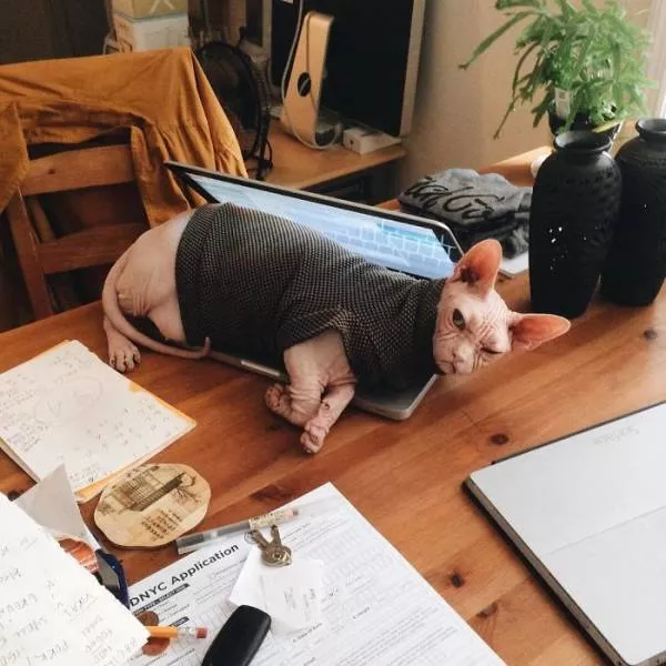 Chat sphynx grumpiest - #27 