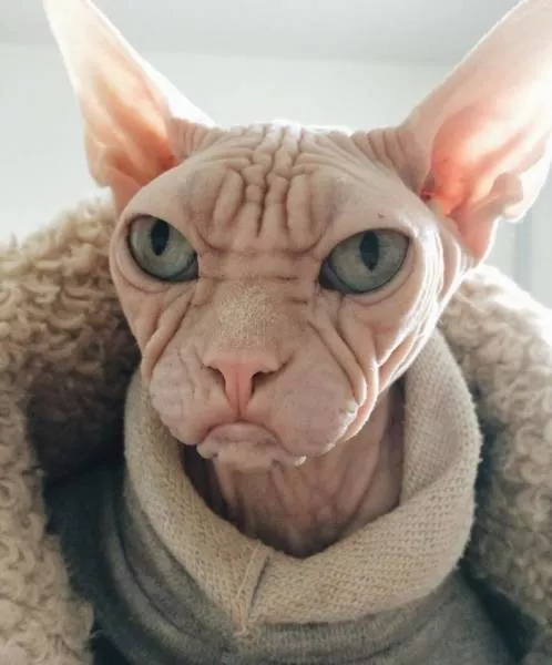 Chat sphynx grumpiest