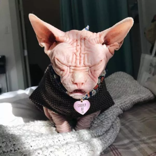 Chat sphynx grumpiest - #3 