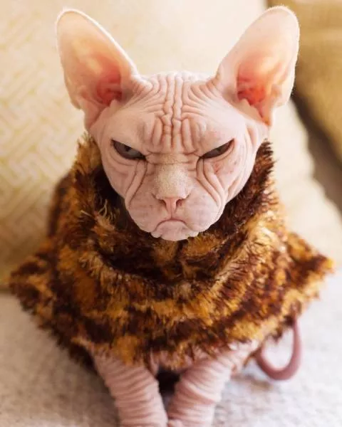 Chat sphynx grumpiest - #30 