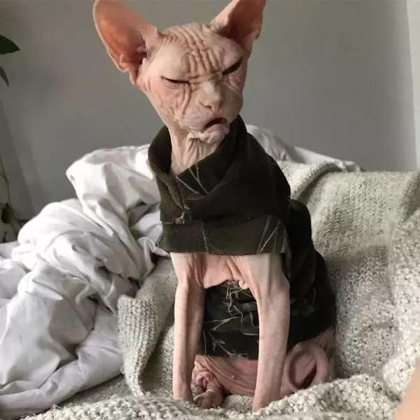 Chat sphynx grumpiest - #31 