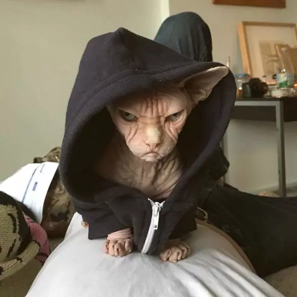 Chat sphynx grumpiest - #32 