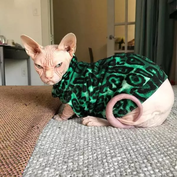 Grumpiest sphynx cat  - #33 