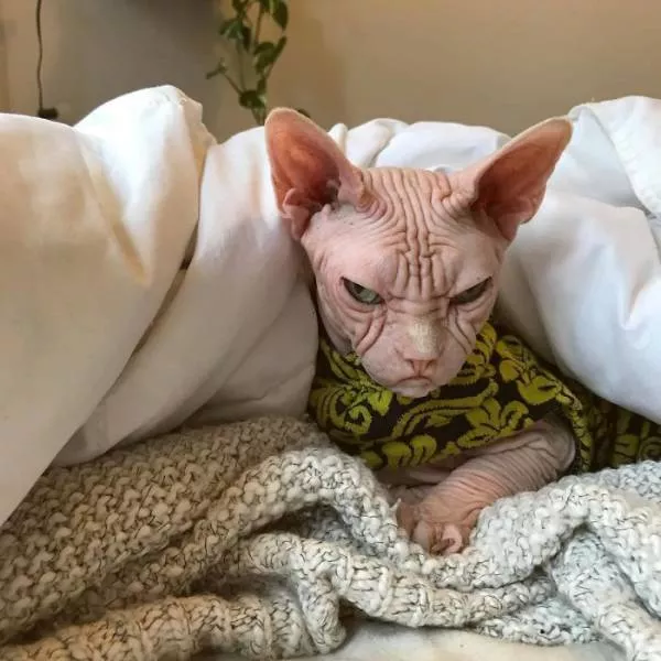 Grumpiest sphynx cat  - #34 